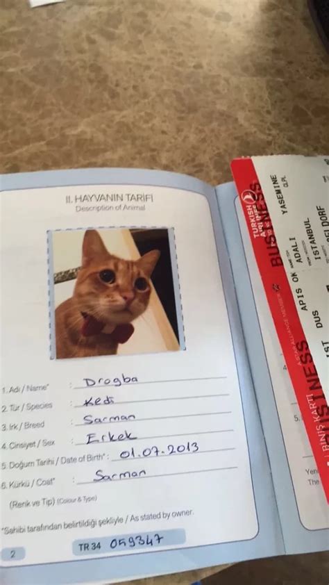 kedi pasaportu nasıl alınır
